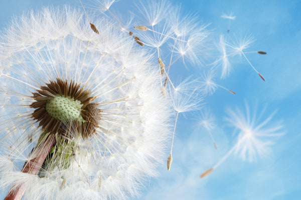 Seasonal Allergy Relief – Treat Your Symptoms and The Root Cause
